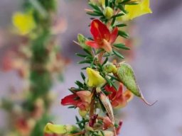 Aspalathus spinosa subsp. spinosa flowers and pods